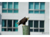 Bald Eagle- On Post 2