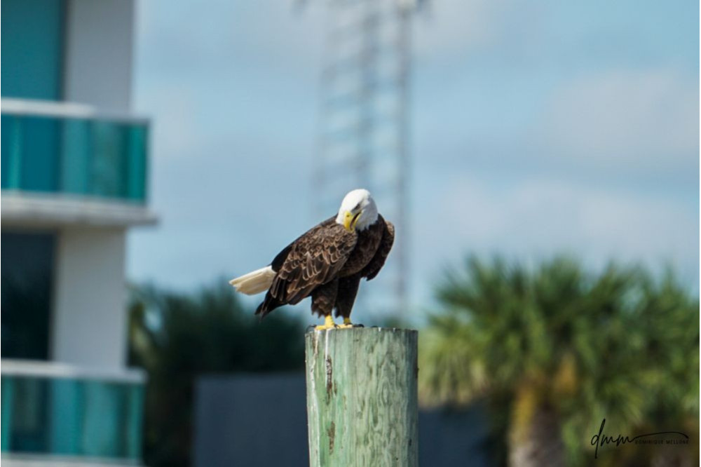 Bald Eagle- On Post 3