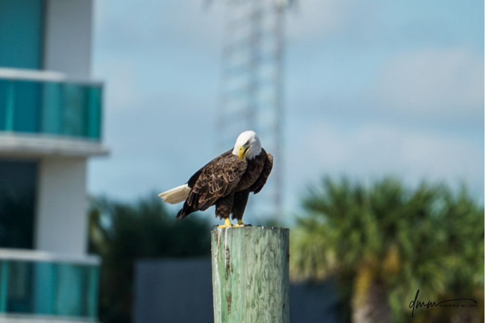 Bald Eagle- On Post 3