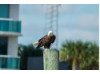 Bald Eagle- On Post 3