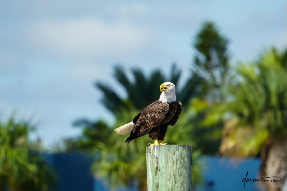 Bald Eagle- On Post 4