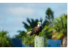 Bald Eagle- On Post 4