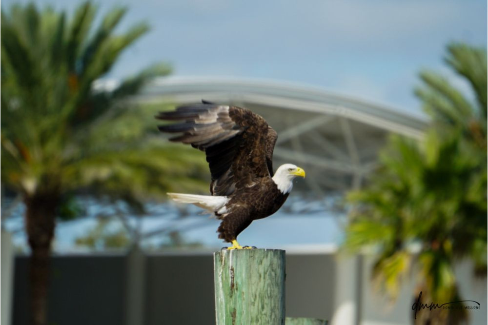 Bald Eagle- On Post 5