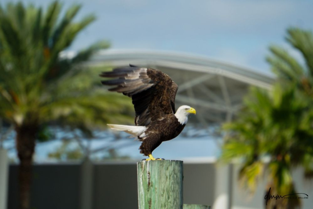 Bald Eagle- On Post 5