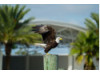 Bald Eagle- On Post 5