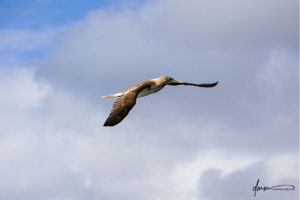 Blue-Footed Booby- Flying