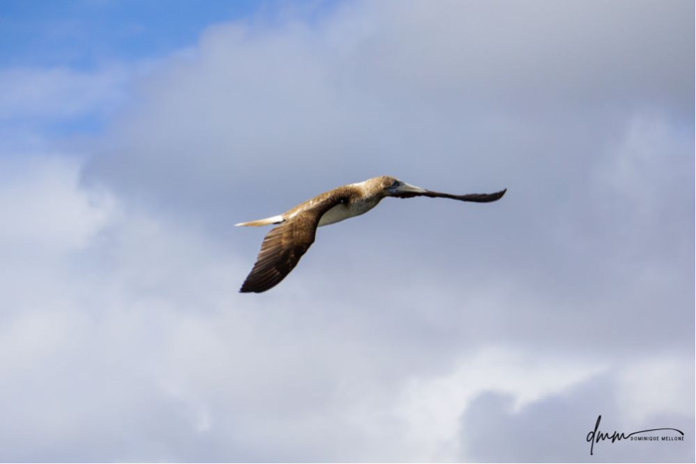 Blue-Footed Booby- Flying