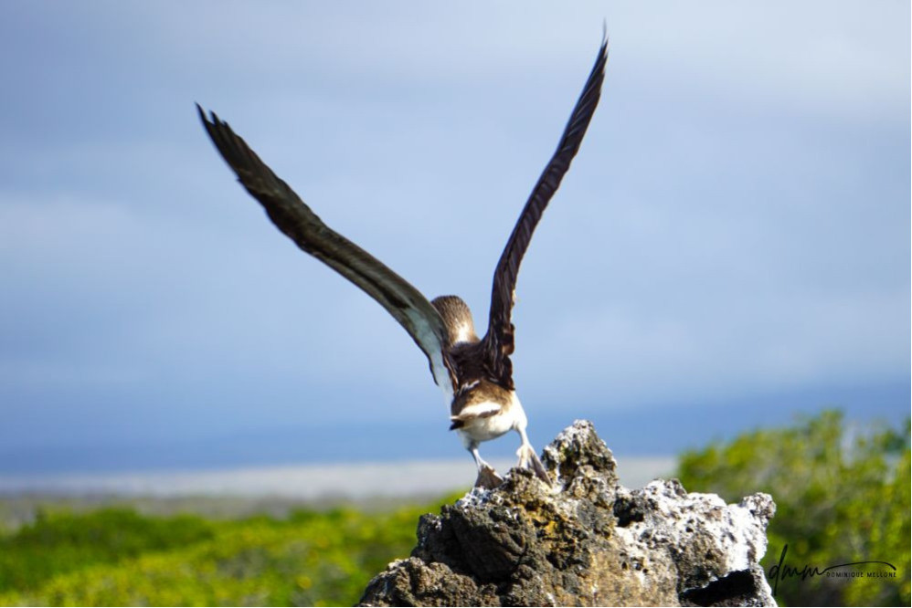 Blue-Footed Booby- Flying Takeoff