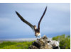 Blue-Footed Booby- Flying Takeoff