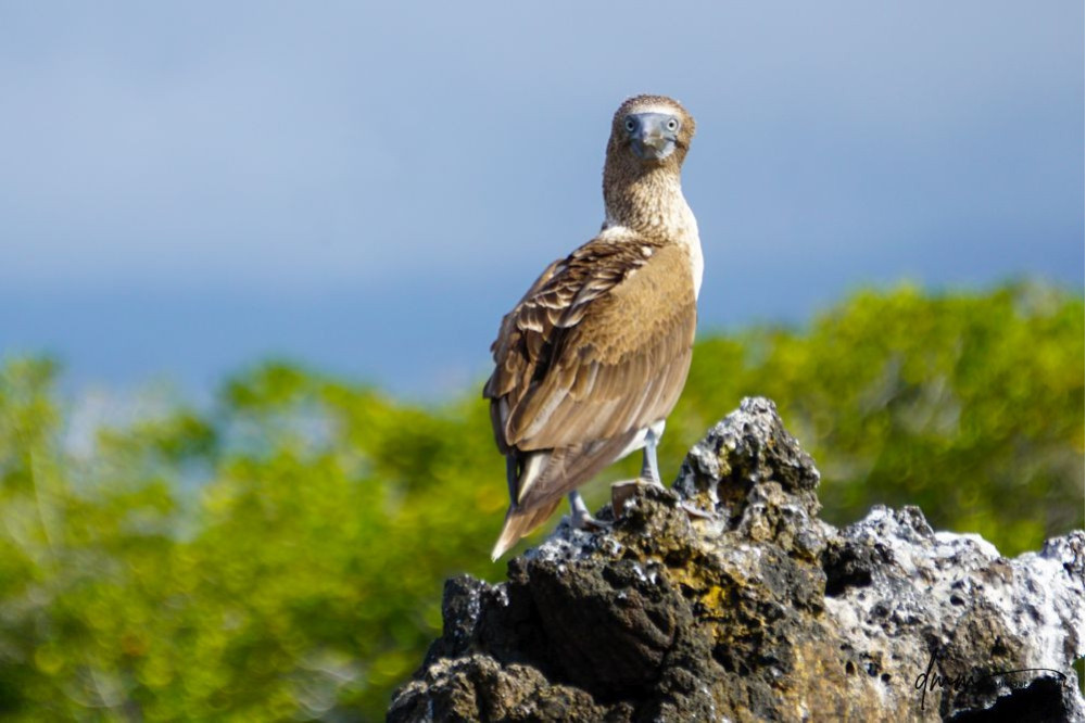 Blue-Footed Booby- On Rocks 1