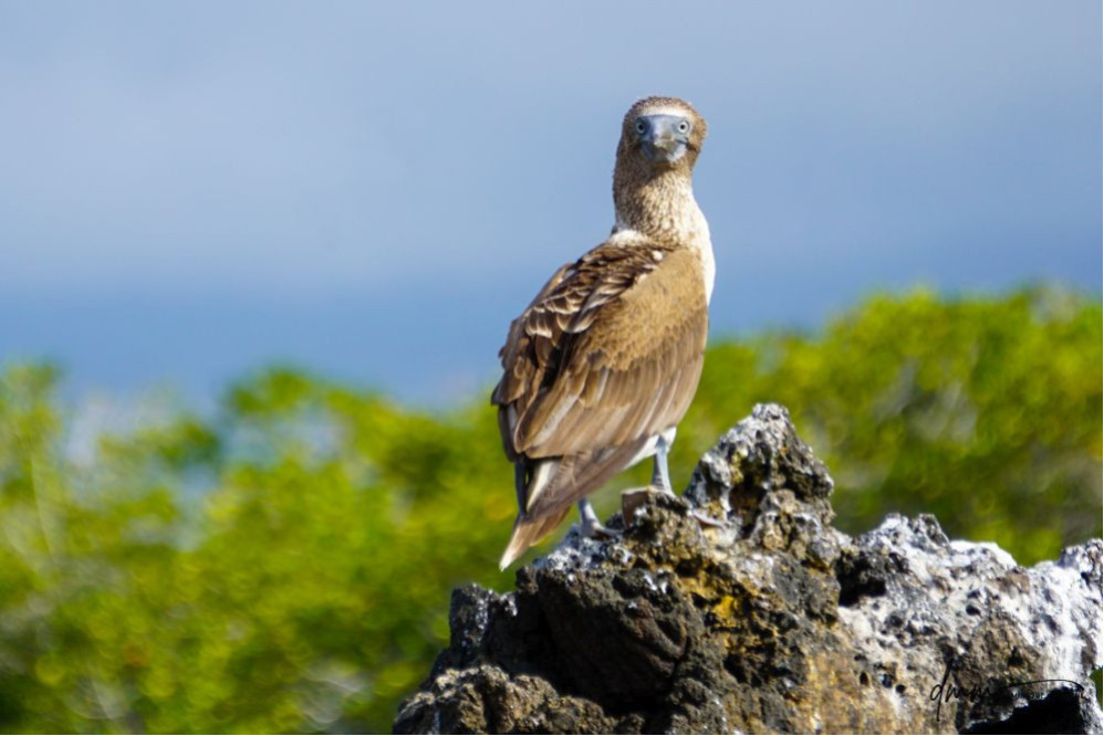 Blue-Footed Booby- On Rocks 1
