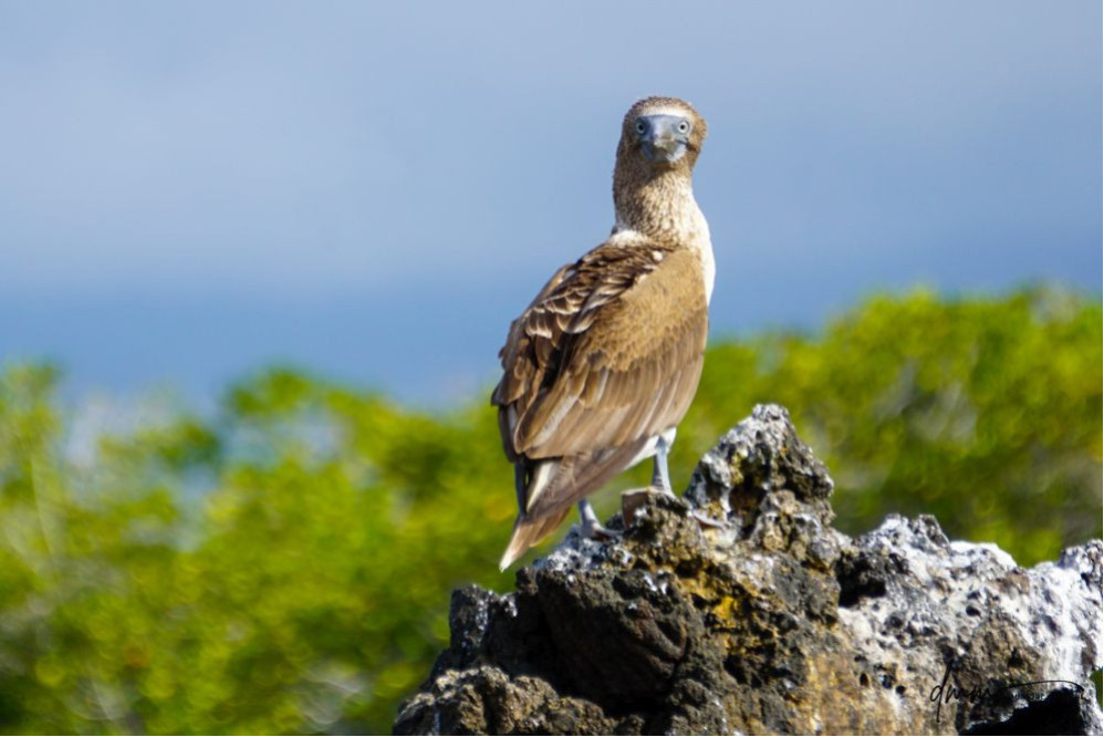 Blue-Footed Booby- On Rocks 1