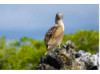 Blue-Footed Booby- On Rocks 1