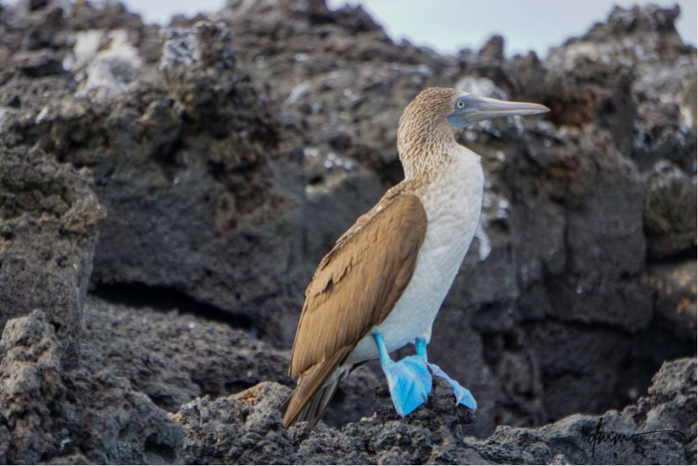 Blue-Footed Booby- On Rocks 2