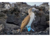 Blue-Footed Booby- On Rocks 2