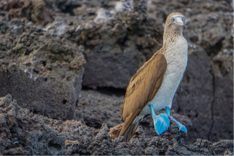 Blue-Footed Booby- On Rocks 3