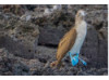 Blue-Footed Booby- On Rocks 3