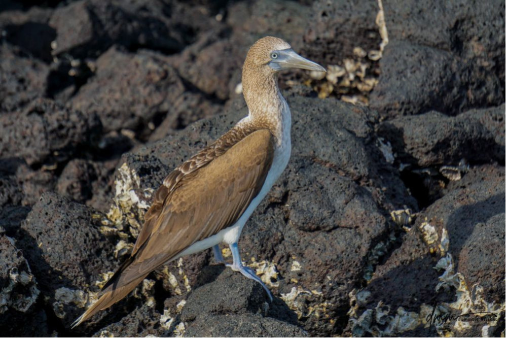 Blue-Footed Booby- On Rocks 4