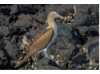 Blue-Footed Booby- On Rocks 4