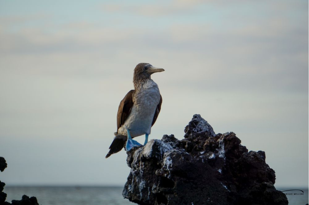 Blue-Footed Booby- On Rocks 5