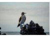 Blue-Footed Booby- On Rocks 5