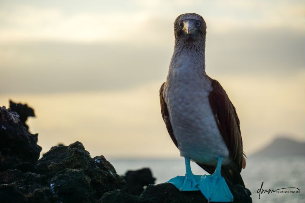 Blue-Footed Booby- On Rocks 6