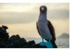 Blue-Footed Booby- On Rocks 6