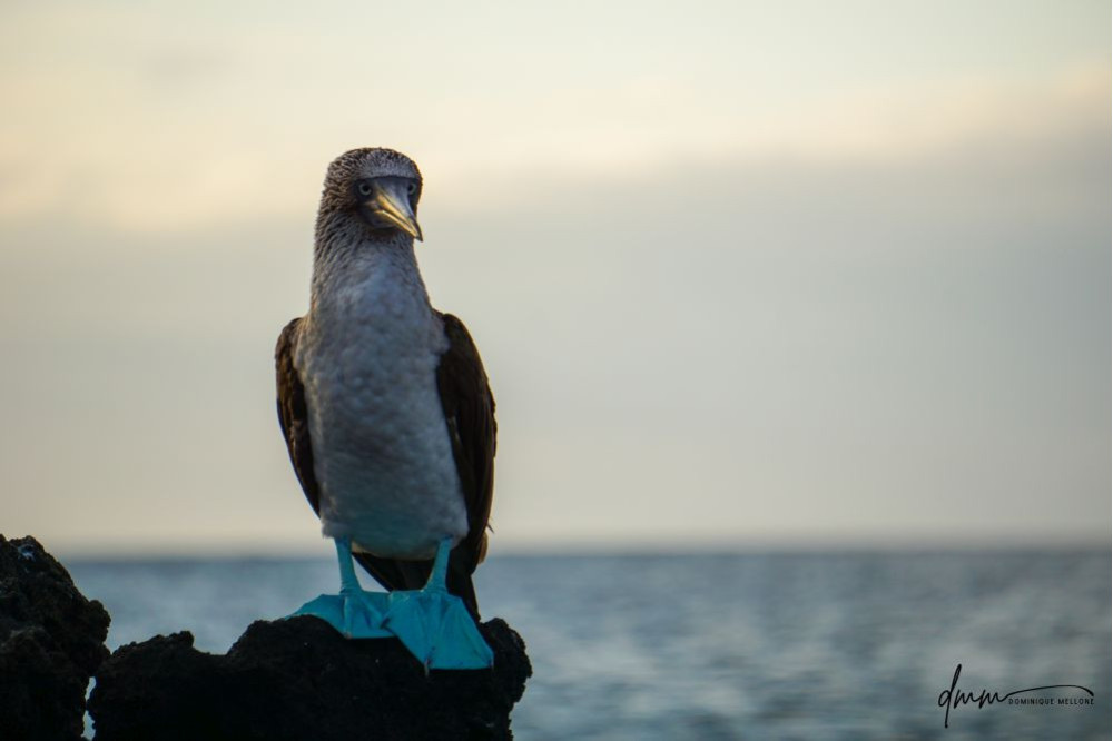 Blue-Footed Booby- On Rocks 7
