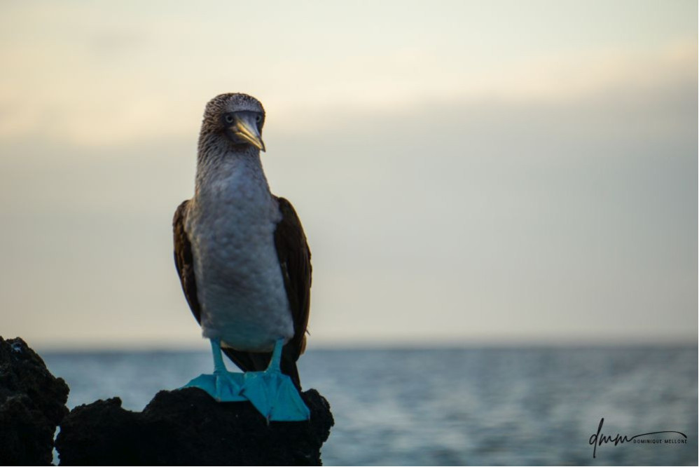 Blue-Footed Booby- On Rocks 7