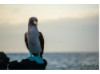 Blue-Footed Booby- On Rocks 7