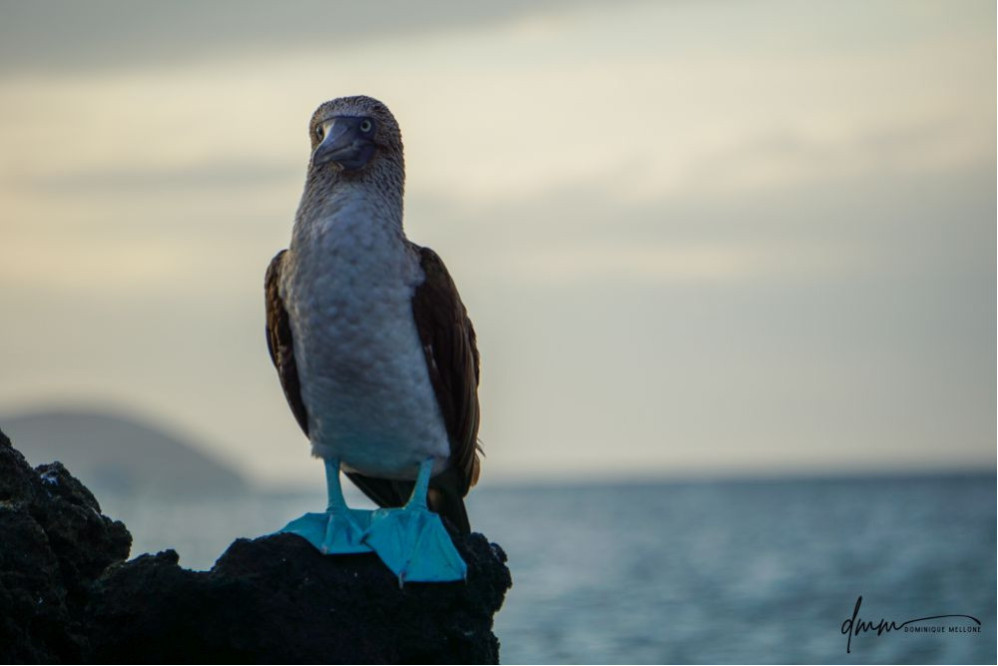 Blue-Footed Booby- On Rocks 8