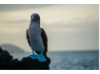 Blue-Footed Booby- On Rocks 8