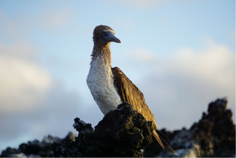 Blue-Footed Booby- On Rocks 9