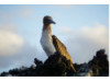 Blue-Footed Booby- On Rocks 9