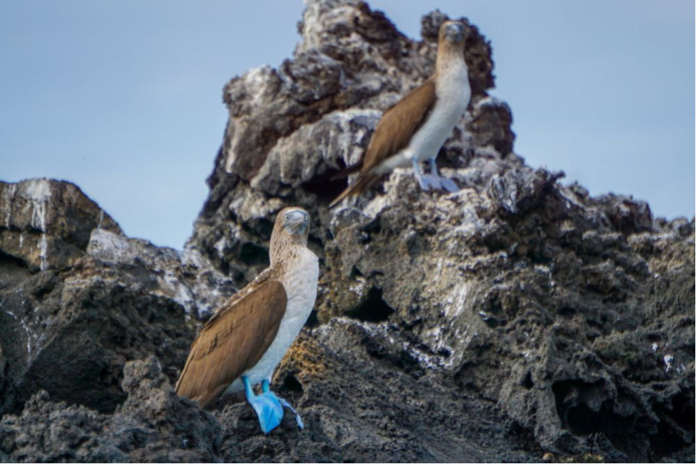 Blue-Footed Booby- Pair 1