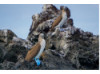 Blue-Footed Booby- Pair 1
