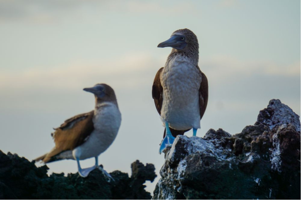 Blue-Footed Booby- Pair 2