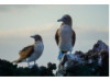Blue-Footed Booby- Pair 2