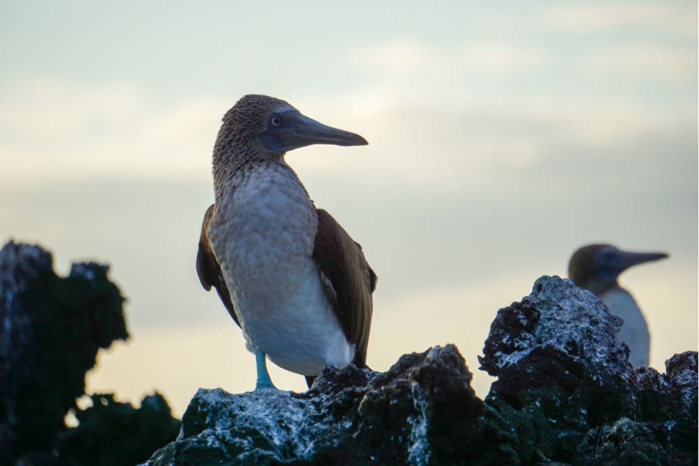 Blue-Footed Booby- Pair 3