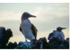 Blue-Footed Booby- Pair 3