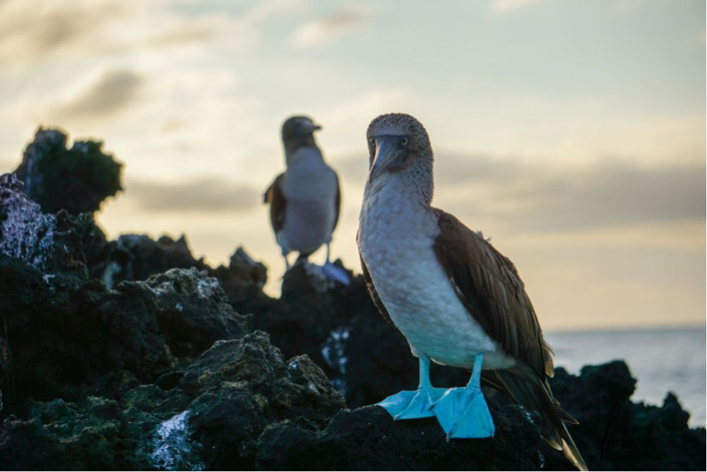 Blue-Footed Booby- Pair 4