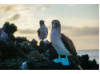 Blue-Footed Booby- Pair 4