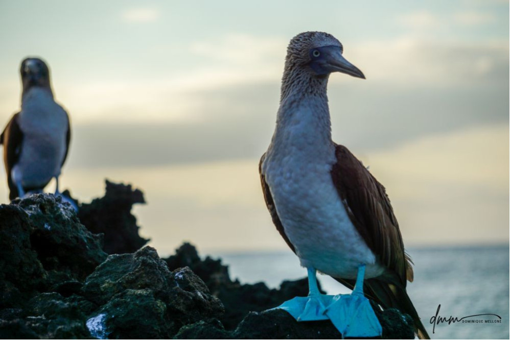 Blue-Footed Booby- Pair 5
