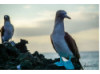 Blue-Footed Booby- Pair 5