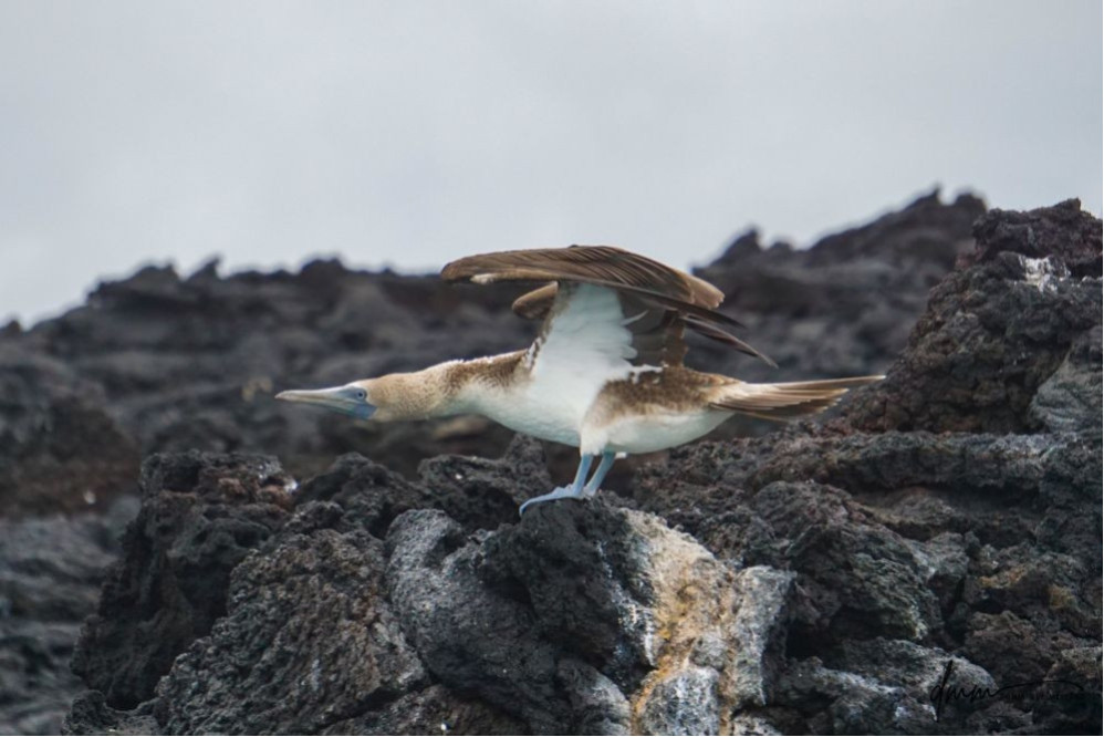Blue-Footed Booby- Pointing