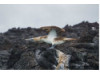 Blue-Footed Booby- Pointing