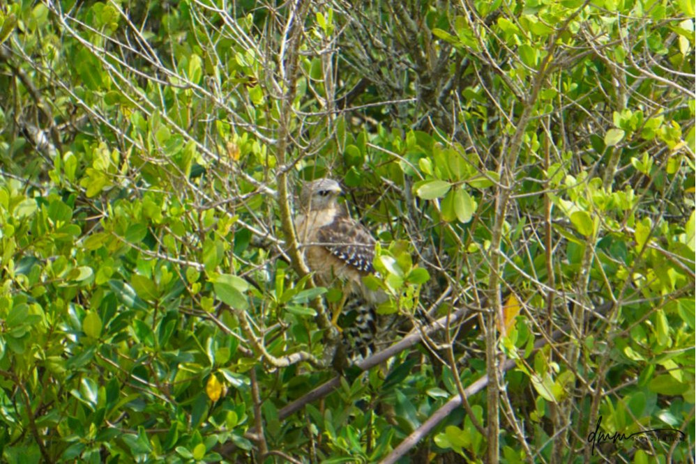 Broad-Winged Hawk