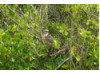 Broad-Winged Hawk