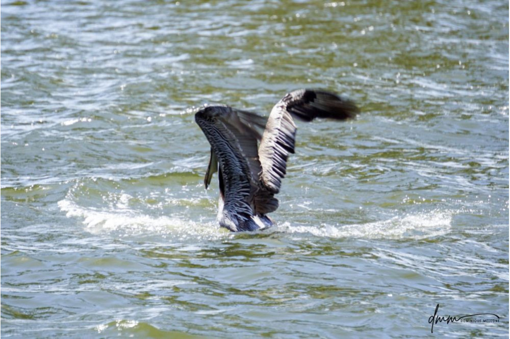 Brown Pelican- Flapping