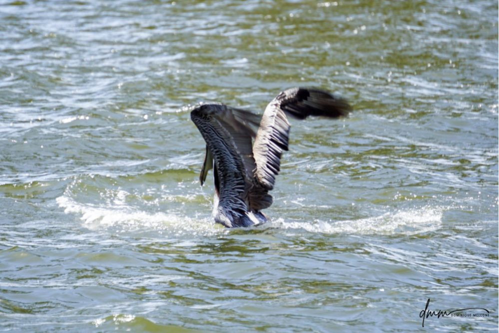 Brown Pelican- Flapping